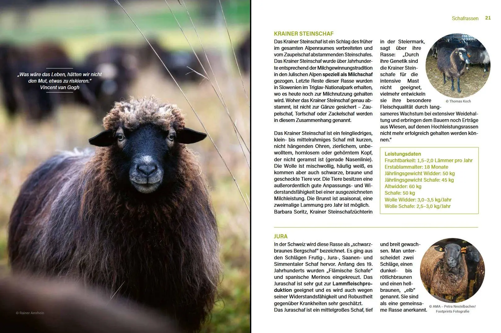 Bild: 9783702020736 | Alles vom Schaf! | Erfolgreich produzieren &amp; selbst vermarkten | Buch