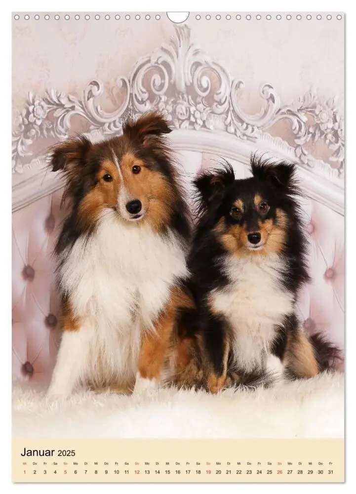 Bild: 9783457040836 | Mit Shelties durchs Jahr (Wandkalender 2025 DIN A3 hoch), CALVENDO...