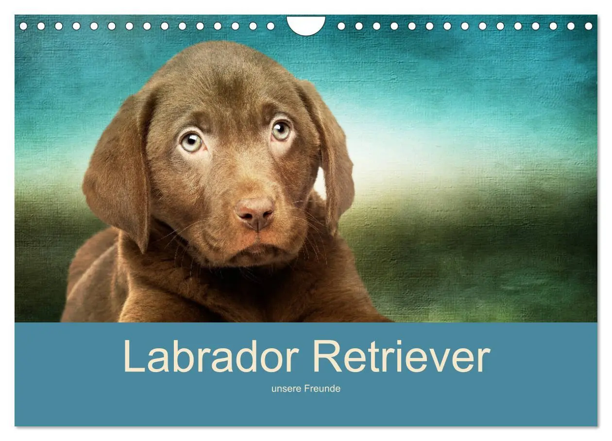 Cover: 9783457730836 | Labrador Retriever unsere Freunde (Wandkalender 2026 DIN A4 quer),...
