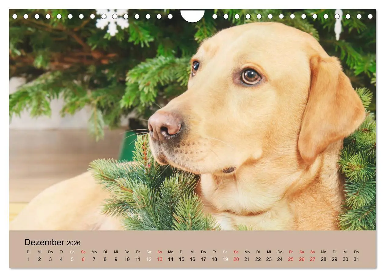 Bild: 9783457730836 | Labrador Retriever unsere Freunde (Wandkalender 2026 DIN A4 quer),...