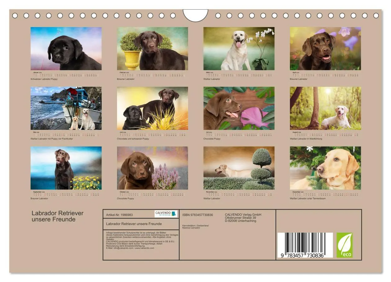 Bild: 9783457730836 | Labrador Retriever unsere Freunde (Wandkalender 2026 DIN A4 quer),...