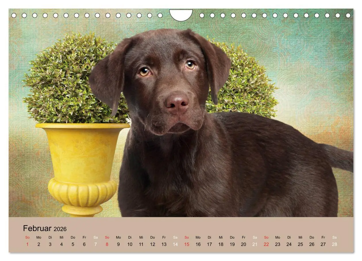 Bild: 9783457730836 | Labrador Retriever unsere Freunde (Wandkalender 2026 DIN A4 quer),...