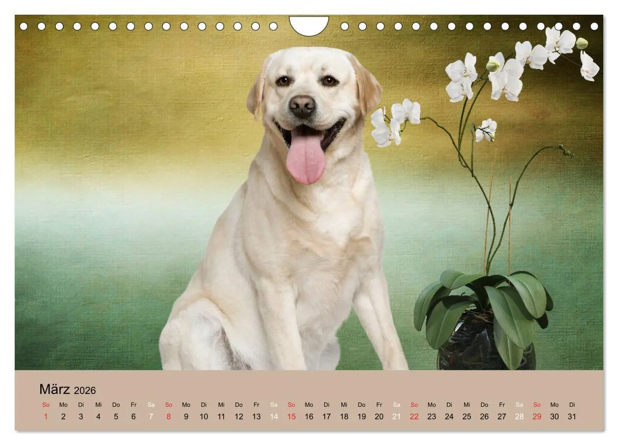 Bild: 9783457730836 | Labrador Retriever unsere Freunde (Wandkalender 2026 DIN A4 quer),...
