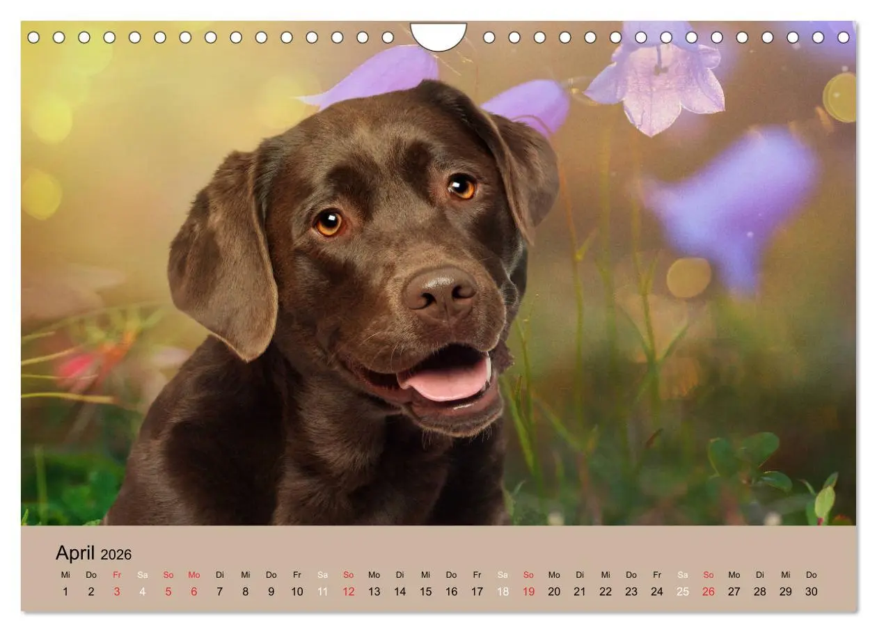 Bild: 9783457730836 | Labrador Retriever unsere Freunde (Wandkalender 2026 DIN A4 quer),...