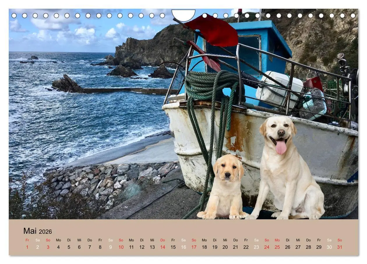 Bild: 9783457730836 | Labrador Retriever unsere Freunde (Wandkalender 2026 DIN A4 quer),...