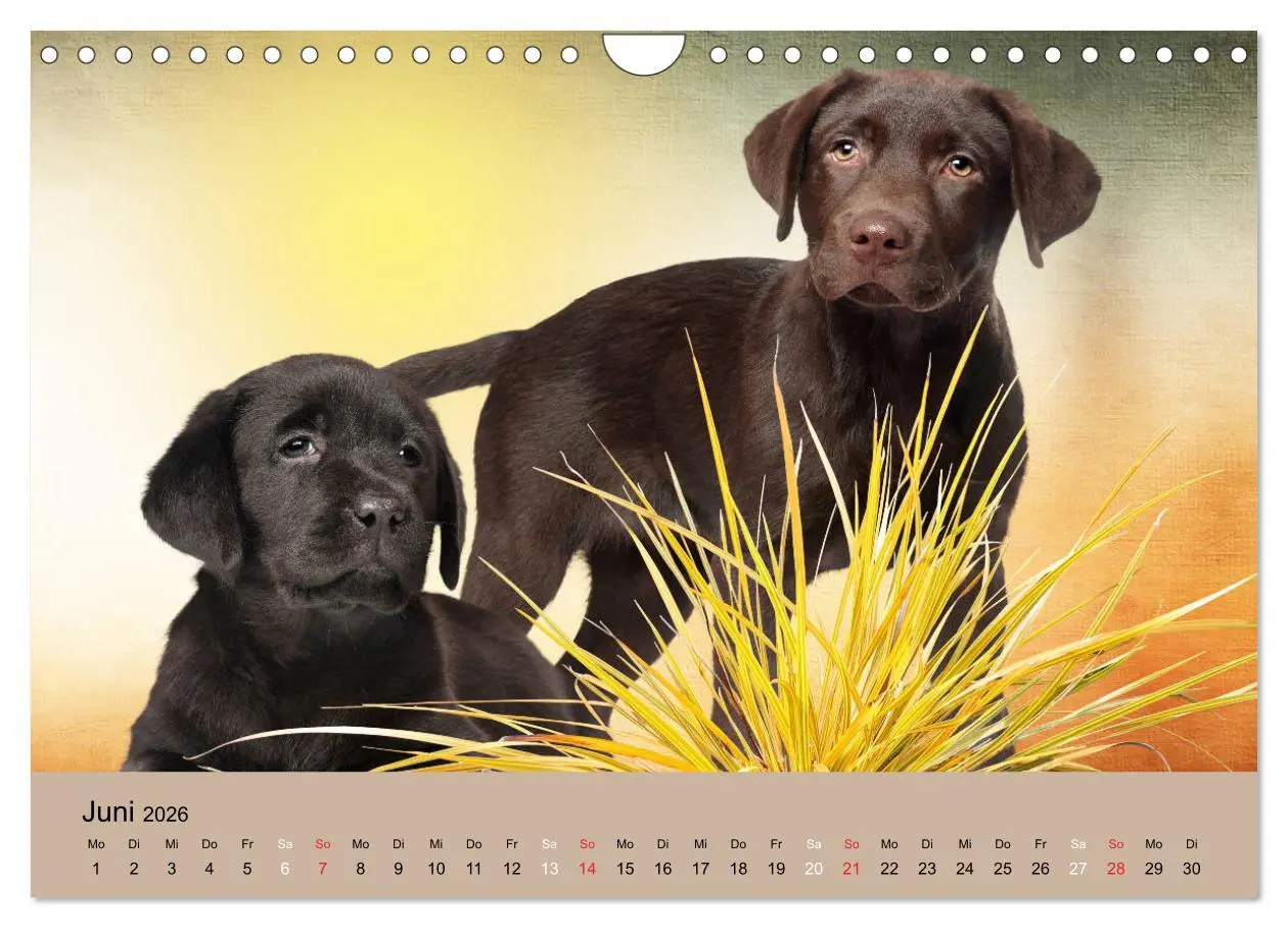 Bild: 9783457730836 | Labrador Retriever unsere Freunde (Wandkalender 2026 DIN A4 quer),...