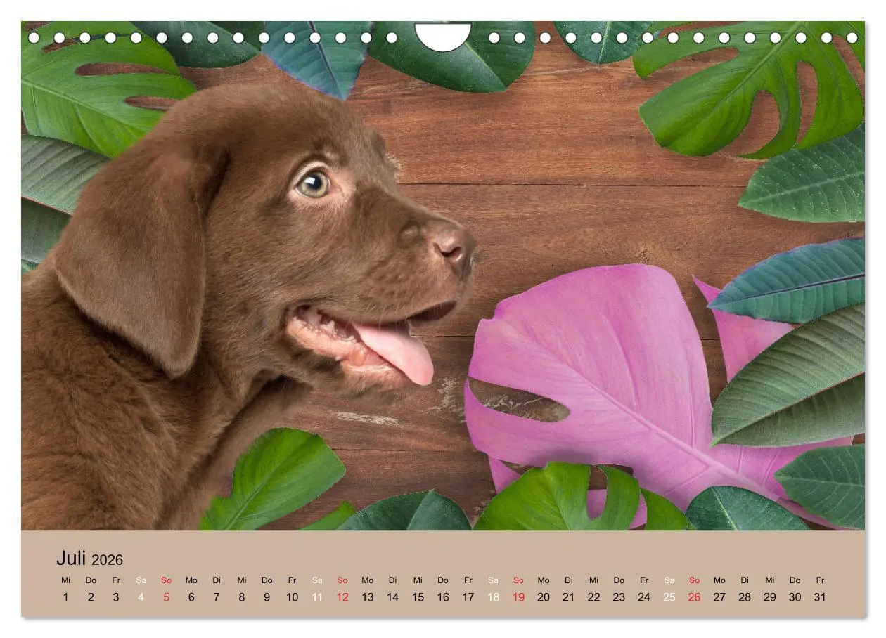 Bild: 9783457730836 | Labrador Retriever unsere Freunde (Wandkalender 2026 DIN A4 quer),...