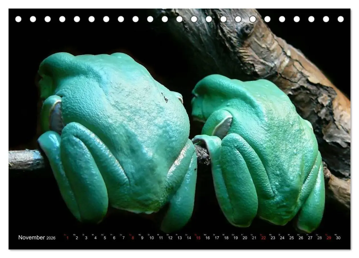 Bild: 9783516130836 | Regenwald ¿ Tiere im Dschungel (Tischkalender 2026 DIN A5 quer),...
