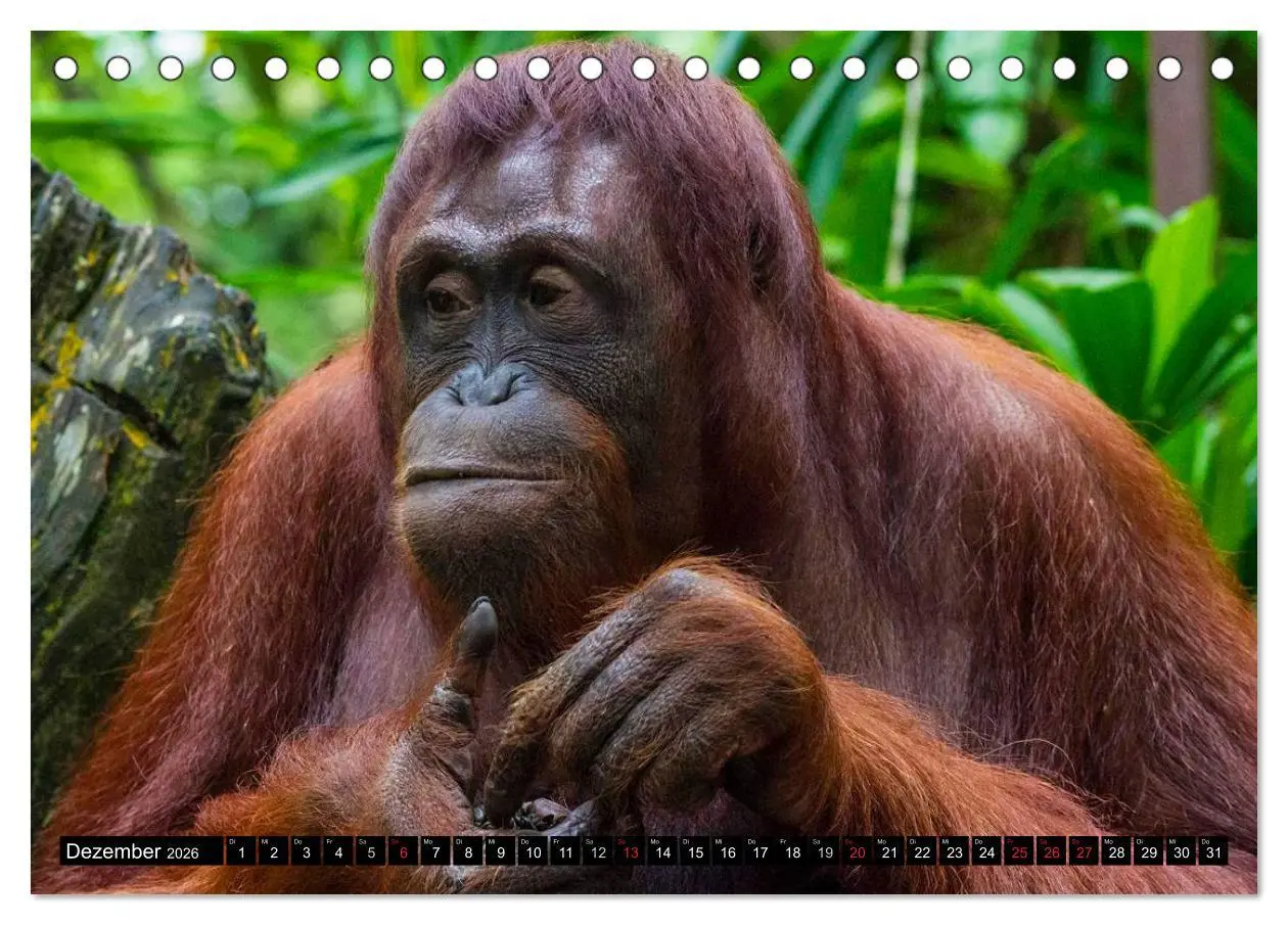 Bild: 9783516130836 | Regenwald ¿ Tiere im Dschungel (Tischkalender 2026 DIN A5 quer),...