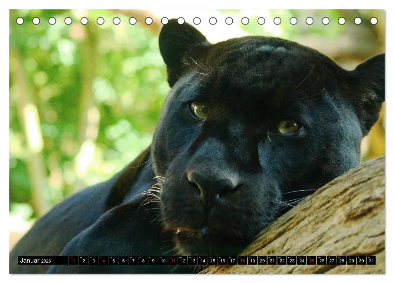 Bild: 9783516130836 | Regenwald ¿ Tiere im Dschungel (Tischkalender 2026 DIN A5 quer),...