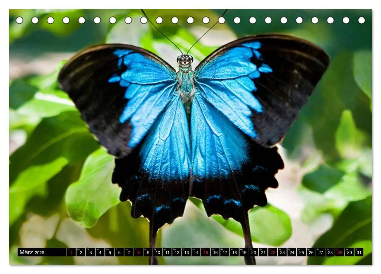 Bild: 9783516130836 | Regenwald ¿ Tiere im Dschungel (Tischkalender 2026 DIN A5 quer),...