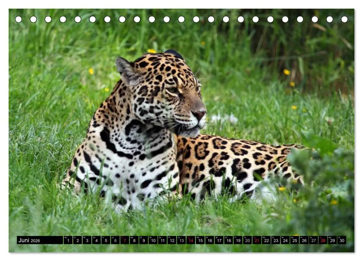 Bild: 9783516130836 | Regenwald ¿ Tiere im Dschungel (Tischkalender 2026 DIN A5 quer),...