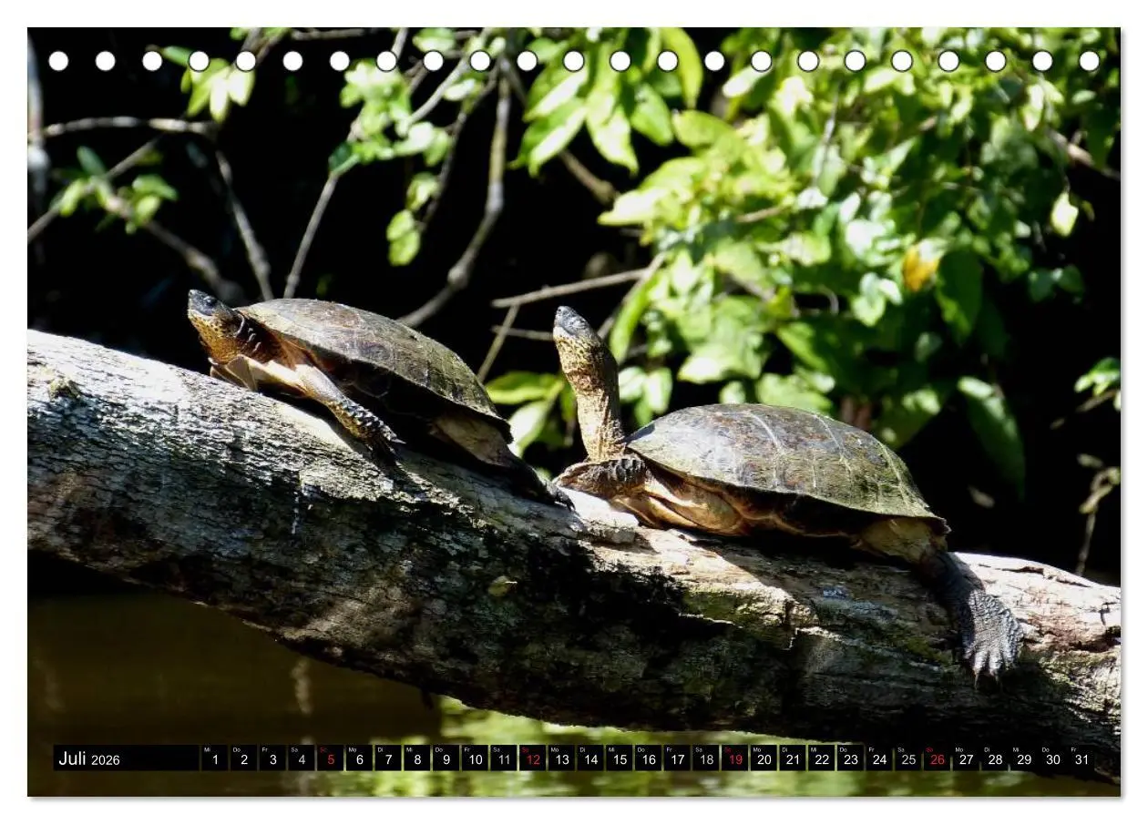 Bild: 9783516130836 | Regenwald ¿ Tiere im Dschungel (Tischkalender 2026 DIN A5 quer),...