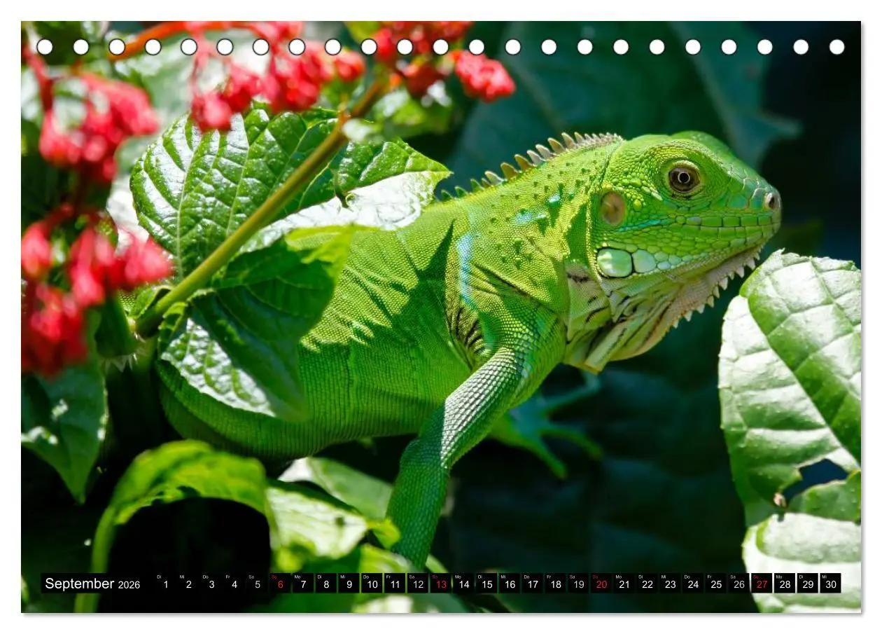 Bild: 9783516130836 | Regenwald ¿ Tiere im Dschungel (Tischkalender 2026 DIN A5 quer),...