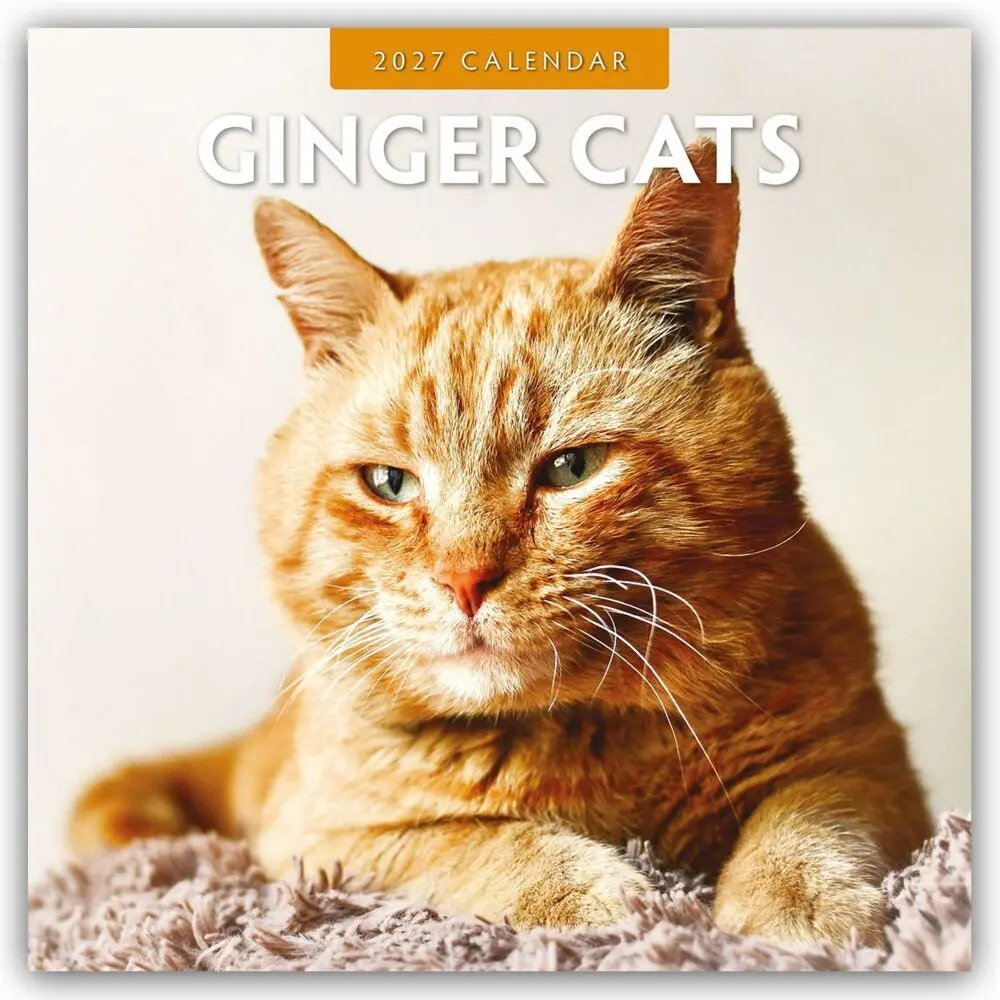 Cover: 9781837010936 | Ginger Cats - Rote Katzen - Gingerkatzen 2027 - 16-Monatskalender