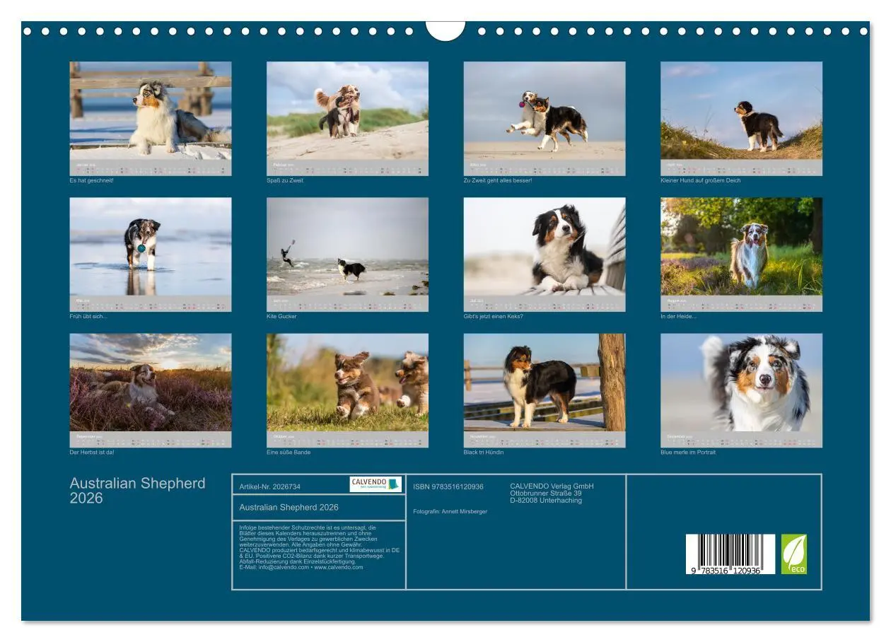 Bild: 9783516120936 | Australian Shepherd 2026 (Wandkalender 2026 DIN A3 quer), CALVENDO...