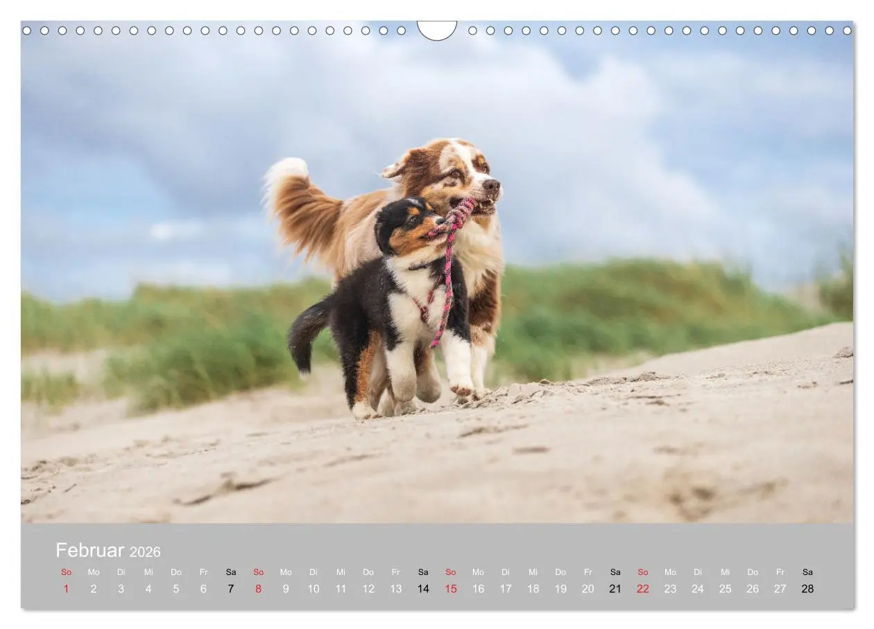 Bild: 9783516120936 | Australian Shepherd 2026 (Wandkalender 2026 DIN A3 quer), CALVENDO...