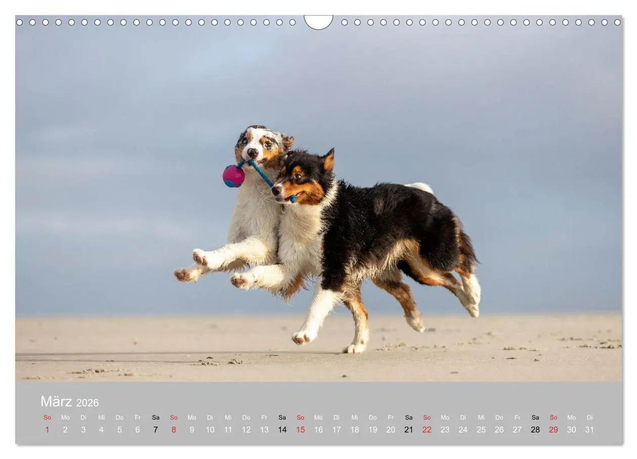 Bild: 9783516120936 | Australian Shepherd 2026 (Wandkalender 2026 DIN A3 quer), CALVENDO...