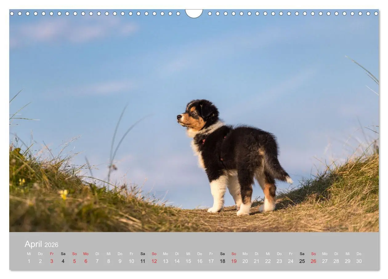 Bild: 9783516120936 | Australian Shepherd 2026 (Wandkalender 2026 DIN A3 quer), CALVENDO...