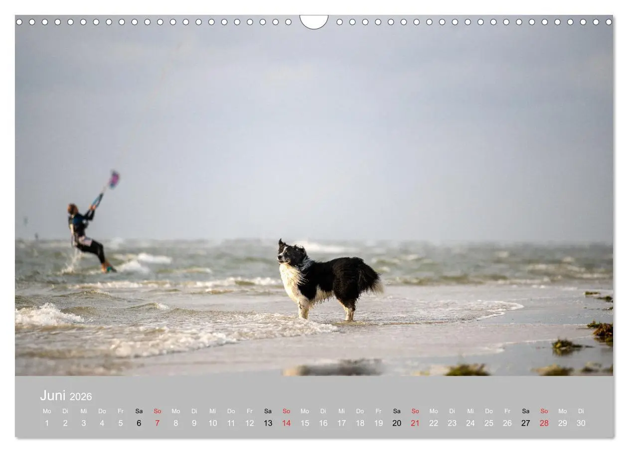 Bild: 9783516120936 | Australian Shepherd 2026 (Wandkalender 2026 DIN A3 quer), CALVENDO...