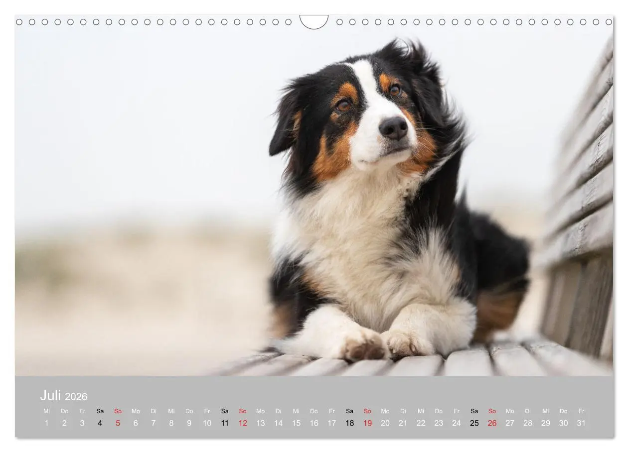 Bild: 9783516120936 | Australian Shepherd 2026 (Wandkalender 2026 DIN A3 quer), CALVENDO...