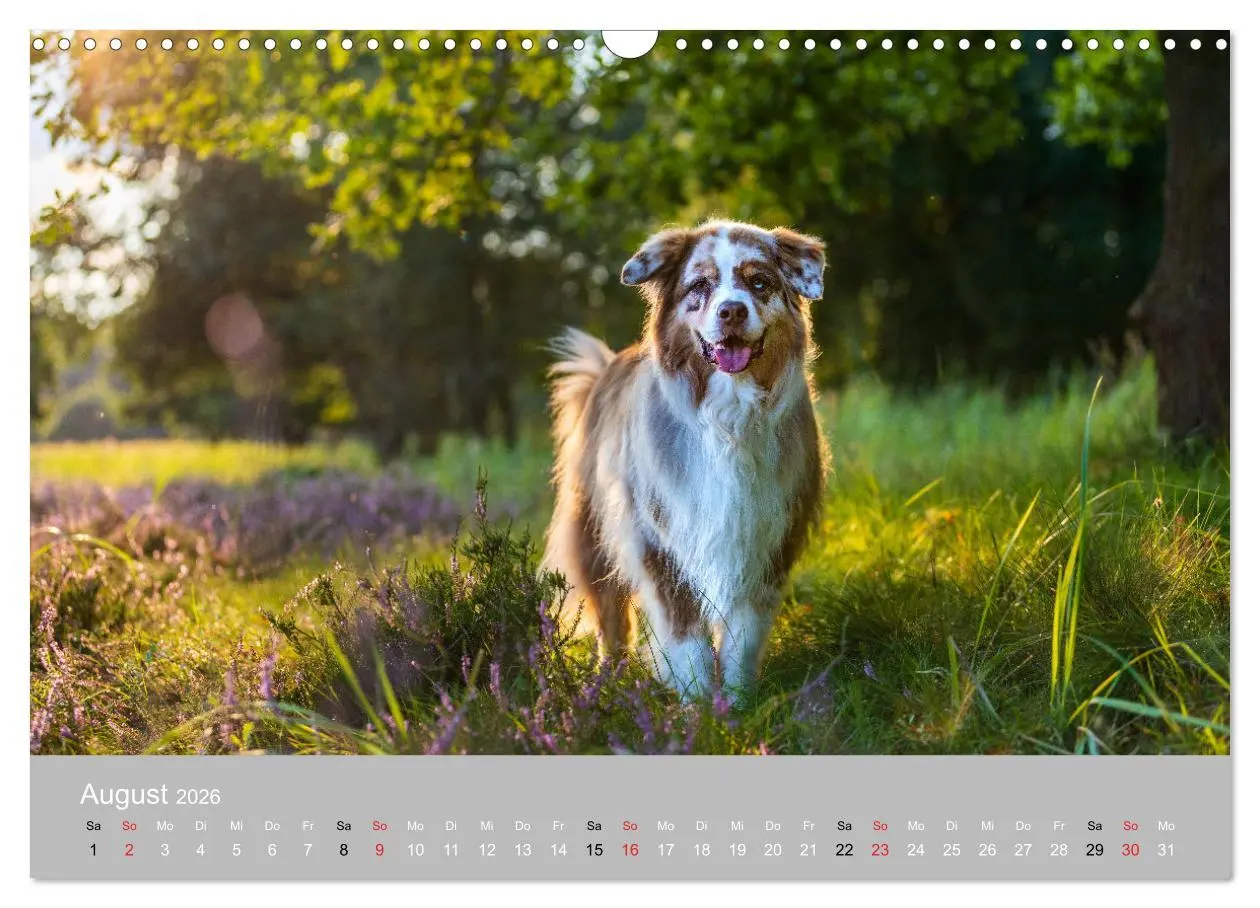 Bild: 9783516120936 | Australian Shepherd 2026 (Wandkalender 2026 DIN A3 quer), CALVENDO...