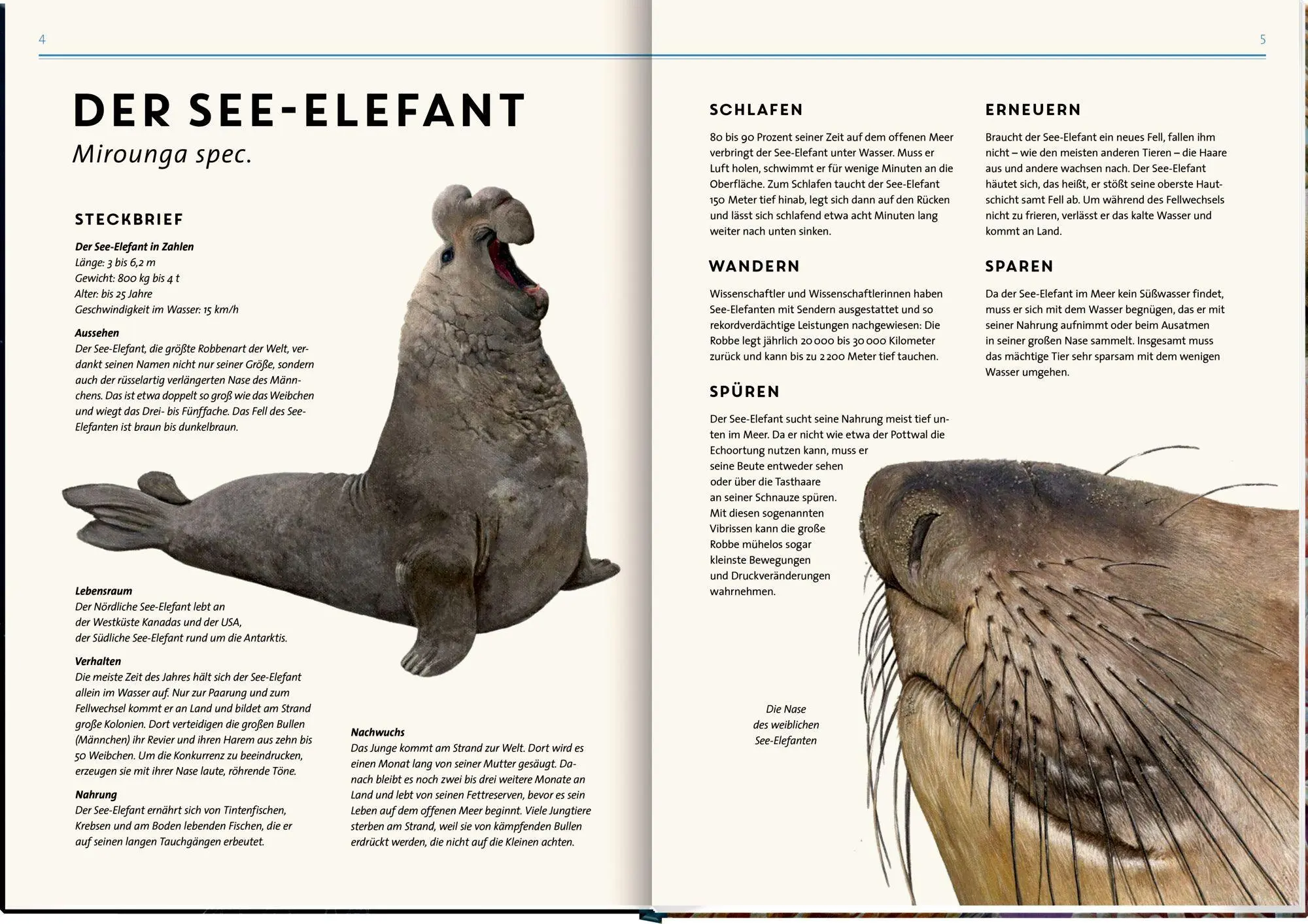 Bild: 9783649640936 | Lebensgroß | Tiere der Meere und Ozeane | Holger Haag | Buch | 56 S.