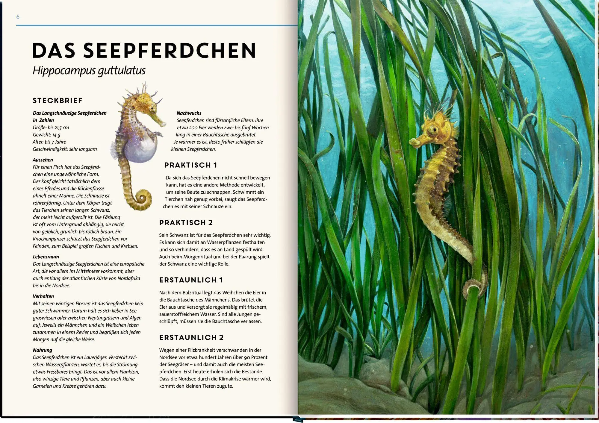 Bild: 9783649640936 | Lebensgroß | Tiere der Meere und Ozeane | Holger Haag | Buch | 56 S.