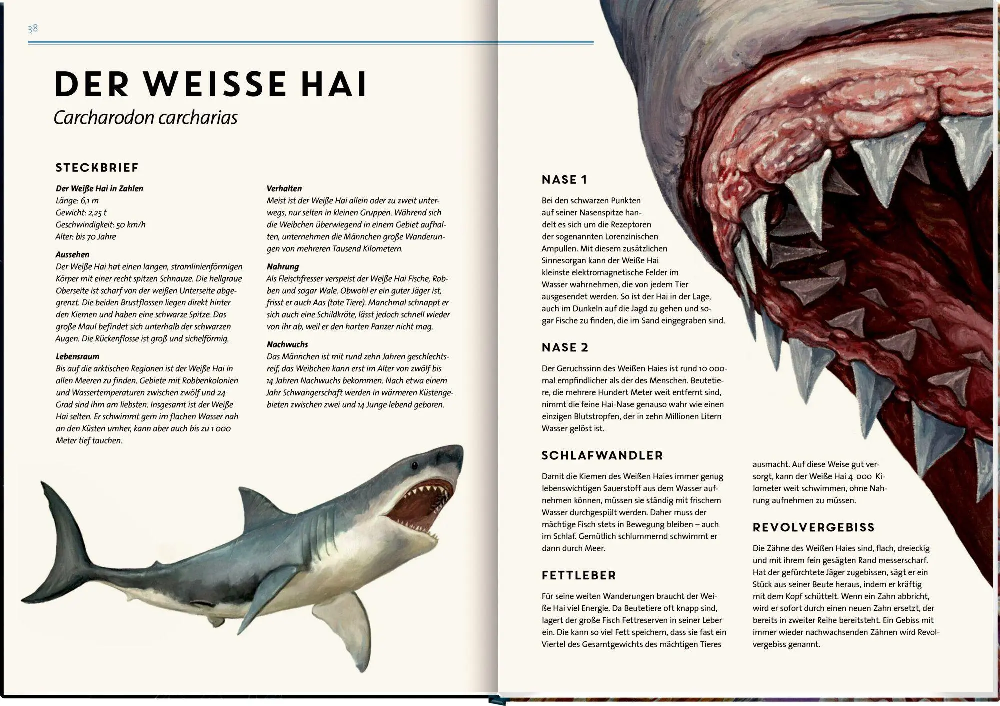 Bild: 9783649640936 | Lebensgroß | Tiere der Meere und Ozeane | Holger Haag | Buch | 56 S.