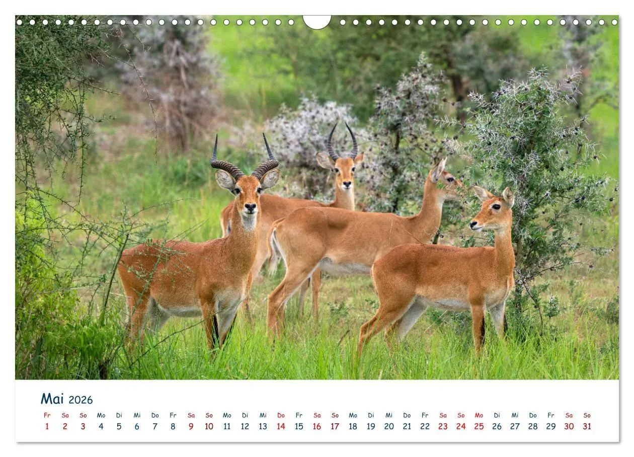 Bild: 9783457611036 | Fernweh Uganda - Naturschönheit Ostafrikas (Wandkalender 2026 DIN...