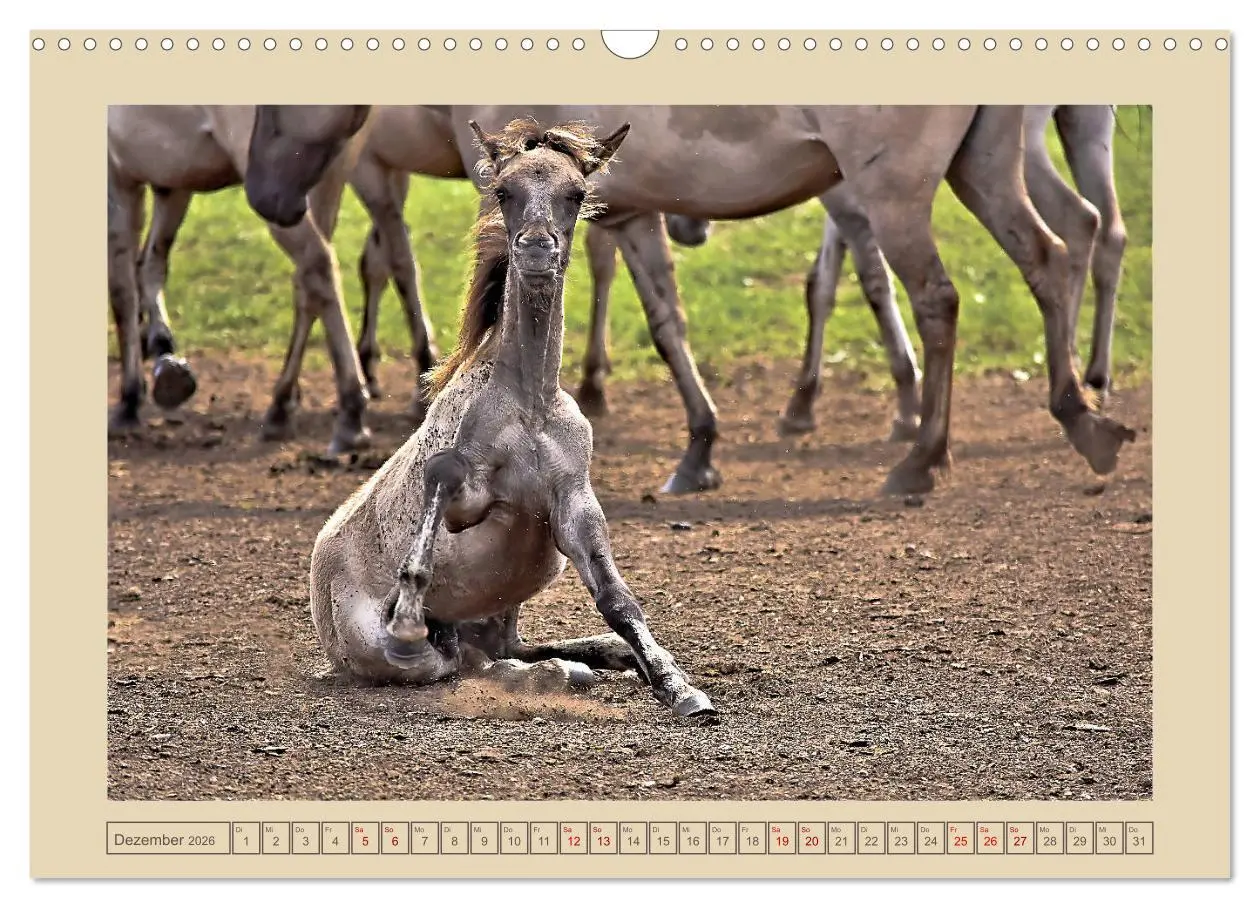 Bild: 9783457851036 | Dülmener Wildpferde im Münsterland (Wandkalender 2026 DIN A3 quer),...