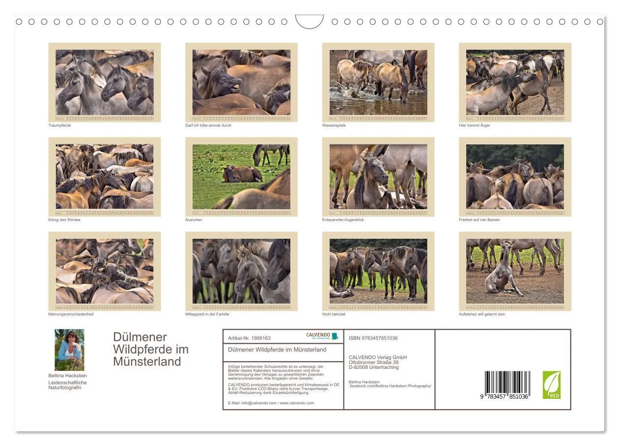 Bild: 9783457851036 | Dülmener Wildpferde im Münsterland (Wandkalender 2026 DIN A3 quer),...