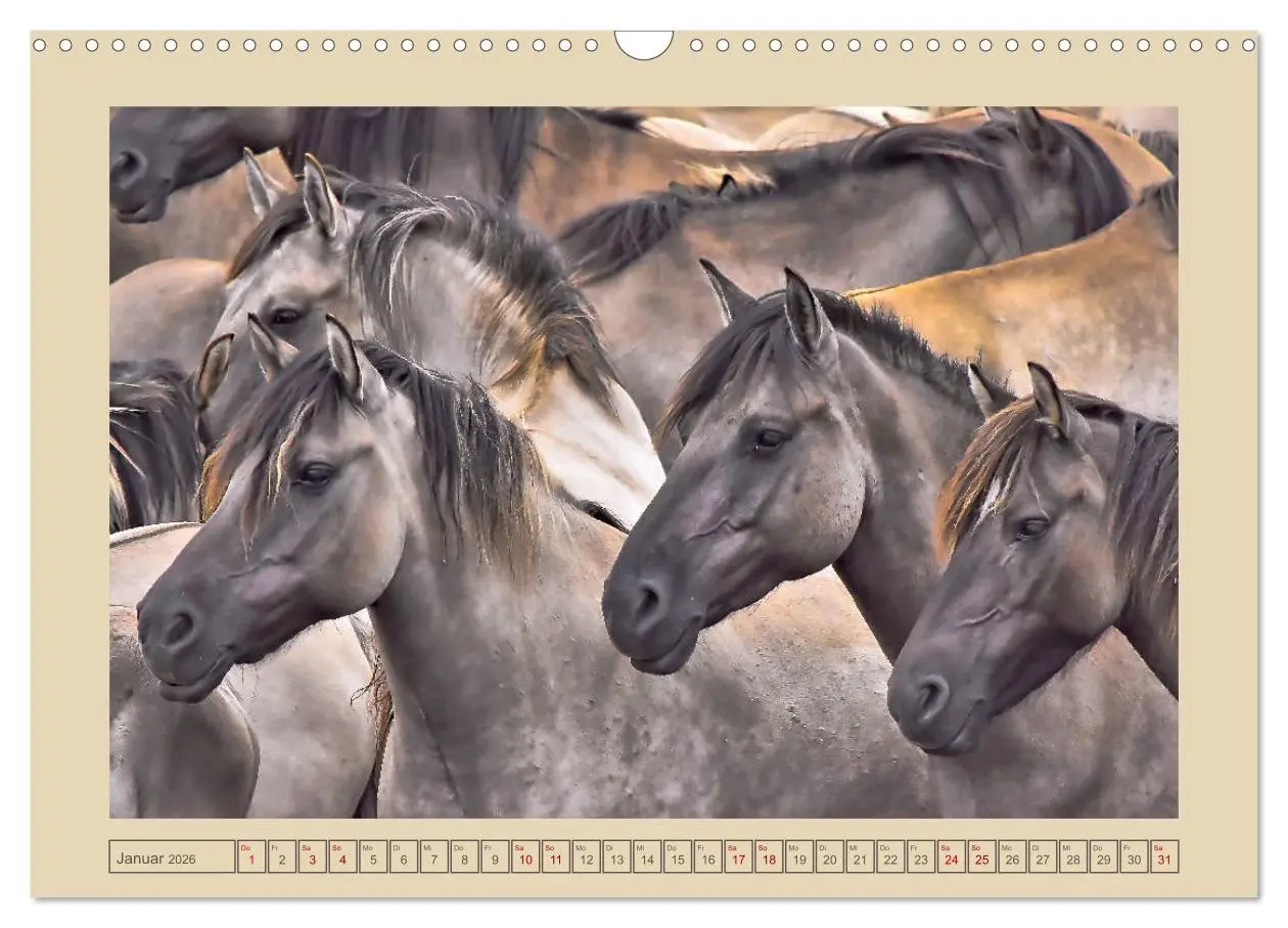 Bild: 9783457851036 | Dülmener Wildpferde im Münsterland (Wandkalender 2026 DIN A3 quer),...