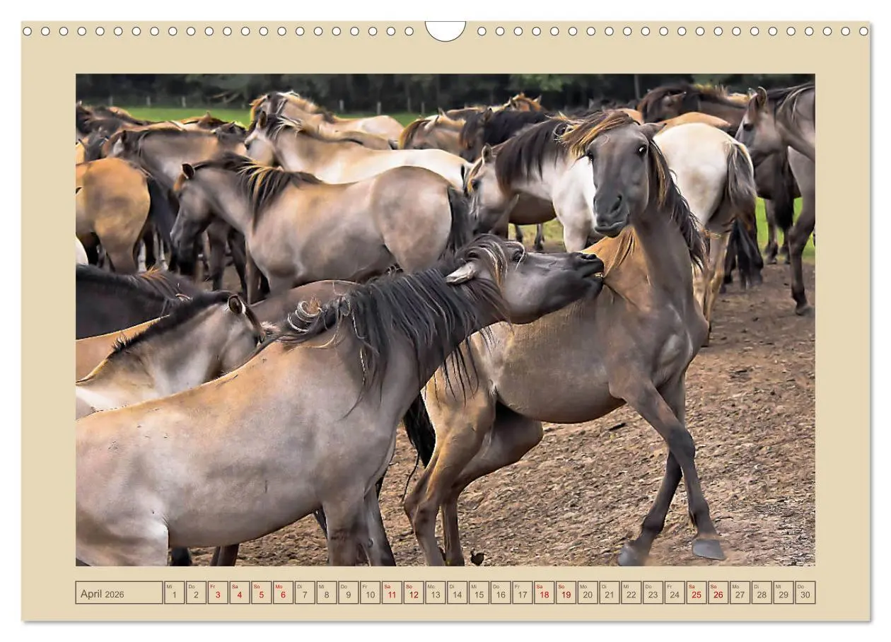 Bild: 9783457851036 | Dülmener Wildpferde im Münsterland (Wandkalender 2026 DIN A3 quer),...