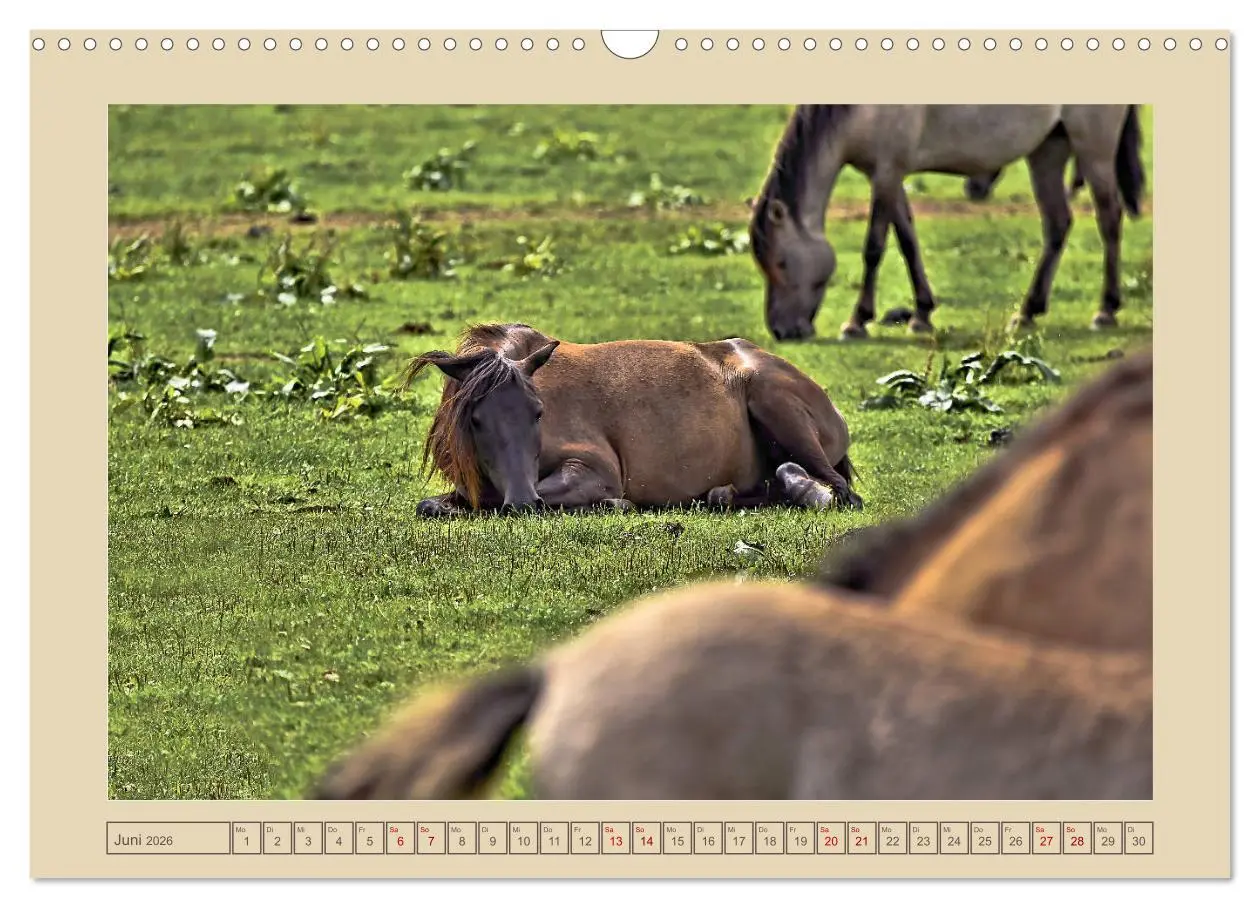 Bild: 9783457851036 | Dülmener Wildpferde im Münsterland (Wandkalender 2026 DIN A3 quer),...
