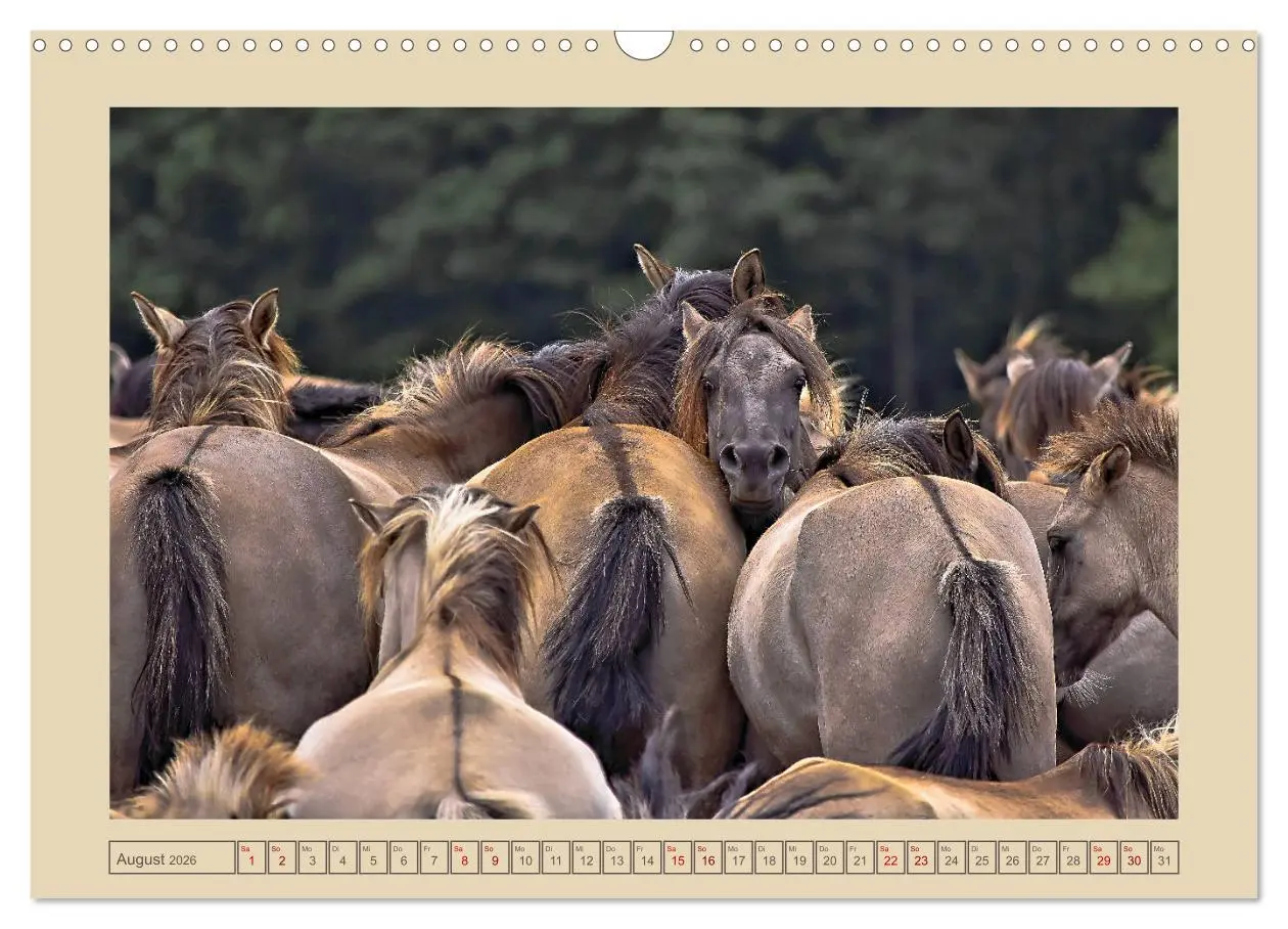 Bild: 9783457851036 | Dülmener Wildpferde im Münsterland (Wandkalender 2026 DIN A3 quer),...
