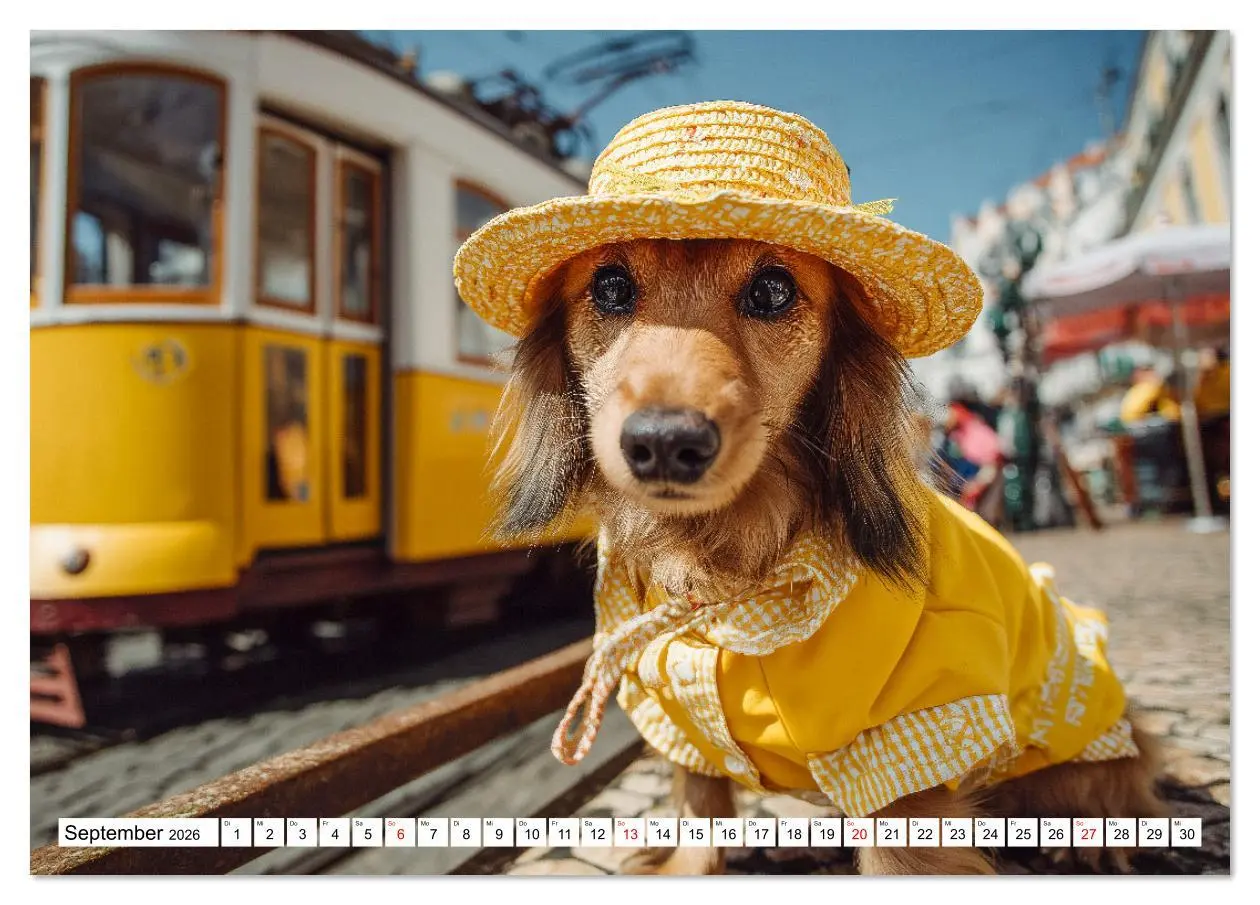 Bild: 9783516631036 | Dackel auf großer Tour - Süße Hunde entdecken die Welt...