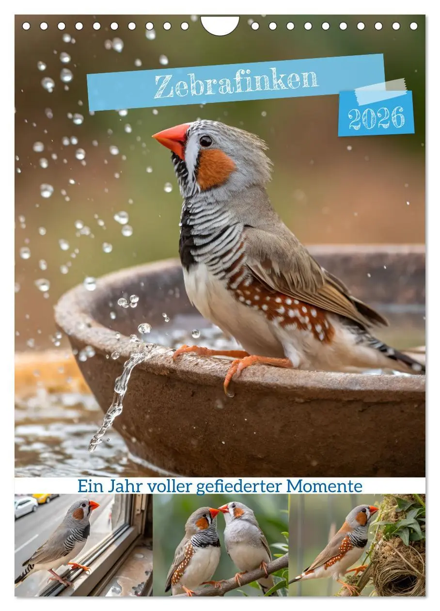 Cover: 9783516241136 | Zebrafinken - Ein Jahr voller gefiederter Momente (Wandkalender...