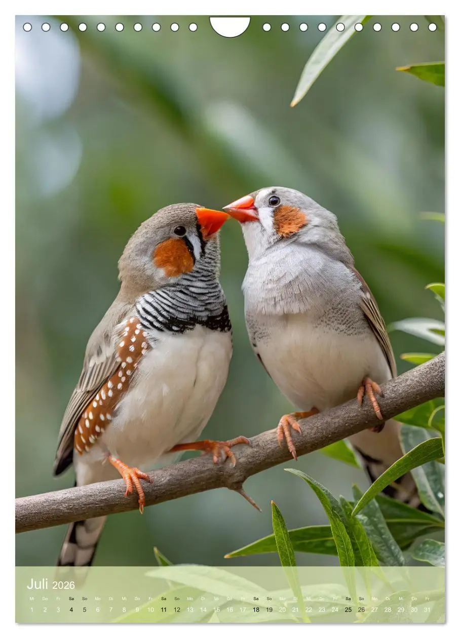 Bild: 9783516241136 | Zebrafinken - Ein Jahr voller gefiederter Momente (Wandkalender...