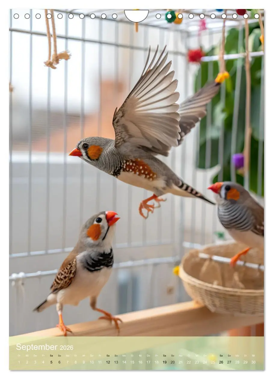 Bild: 9783516241136 | Zebrafinken - Ein Jahr voller gefiederter Momente (Wandkalender...