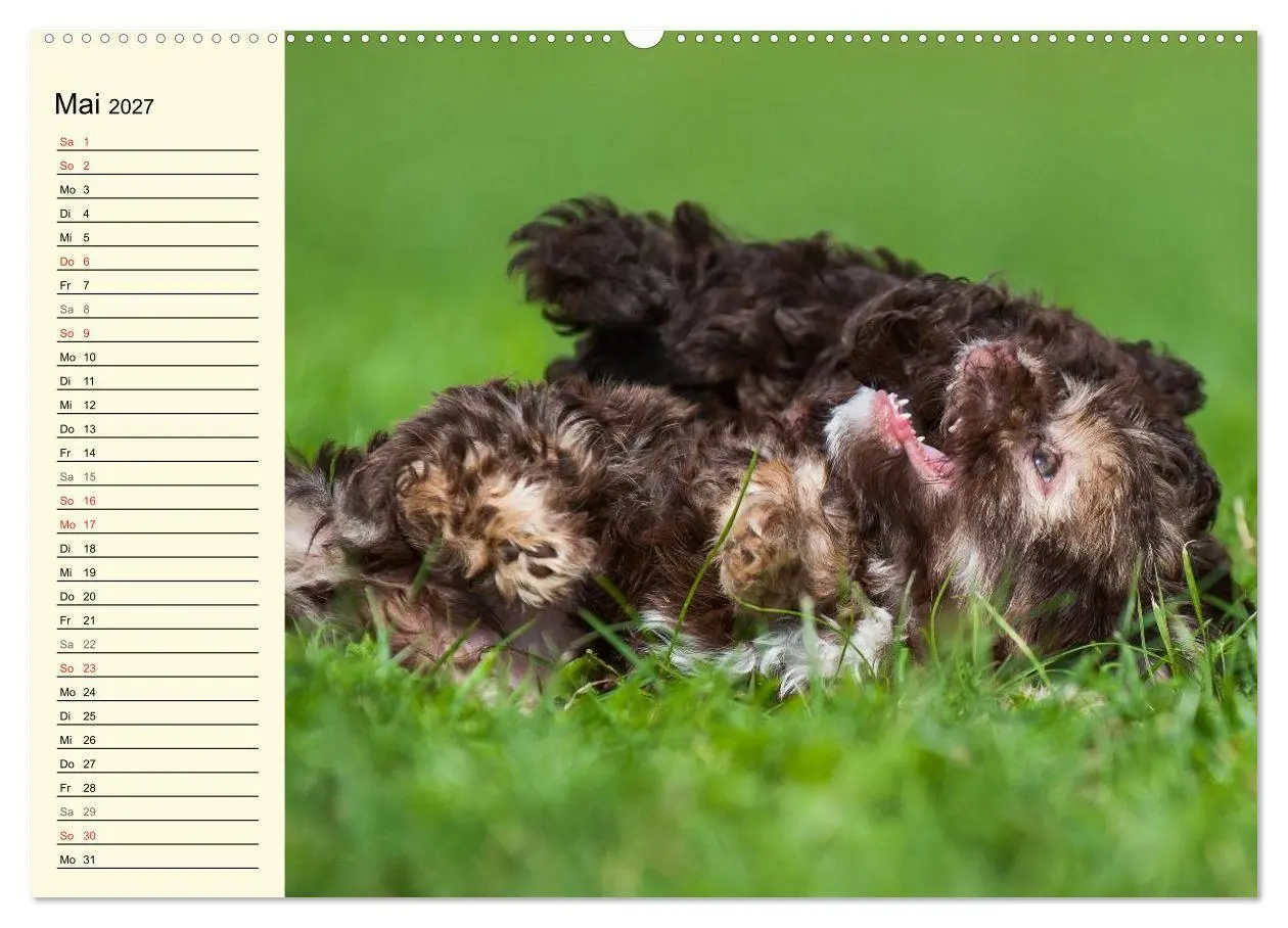 Bild: 9783569951136 | Kobolde auf 4 Pfoten - Bolonka Zwetna (Wandkalender 2027 DIN A2...