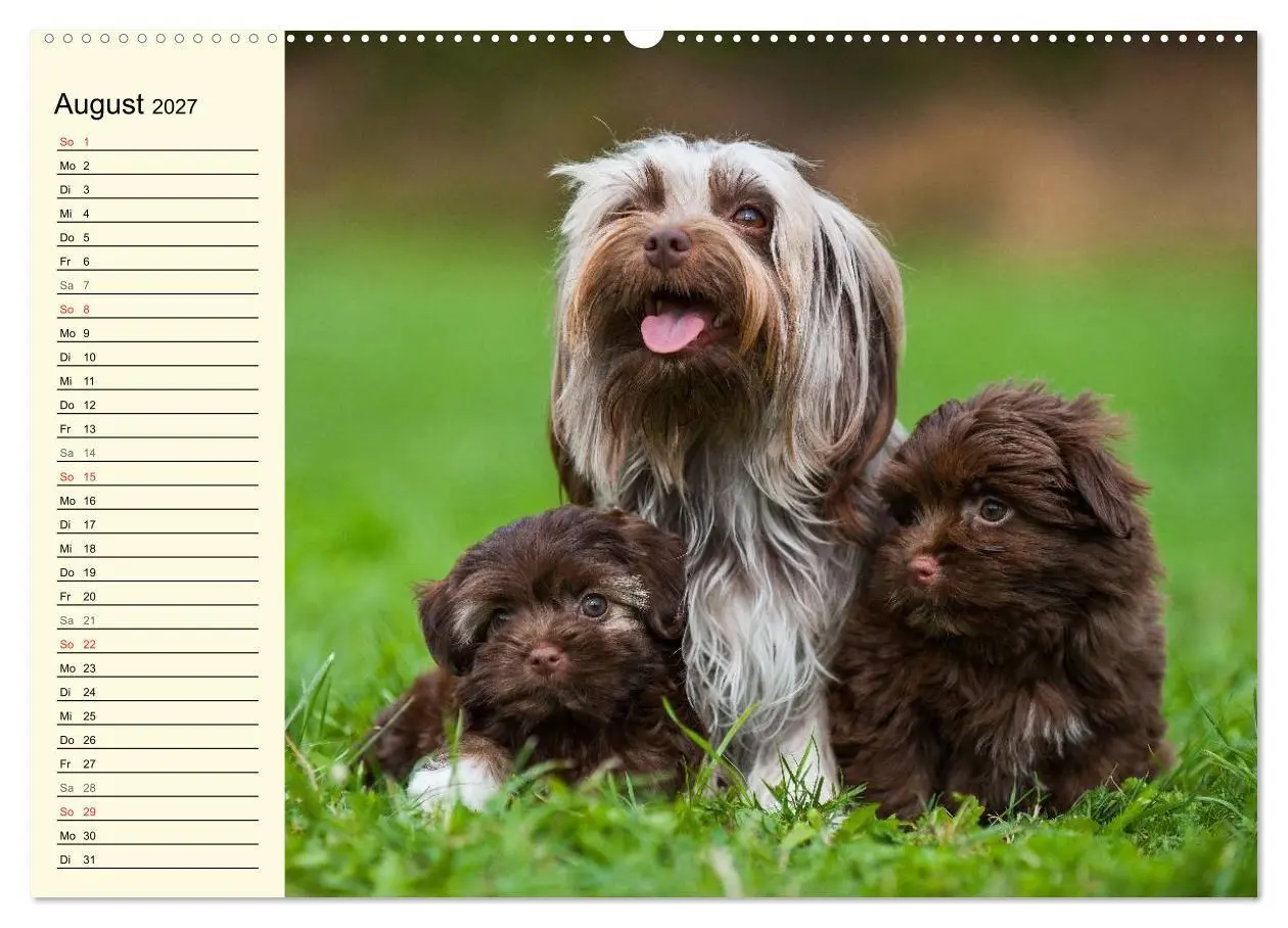 Bild: 9783569951136 | Kobolde auf 4 Pfoten - Bolonka Zwetna (Wandkalender 2027 DIN A2...