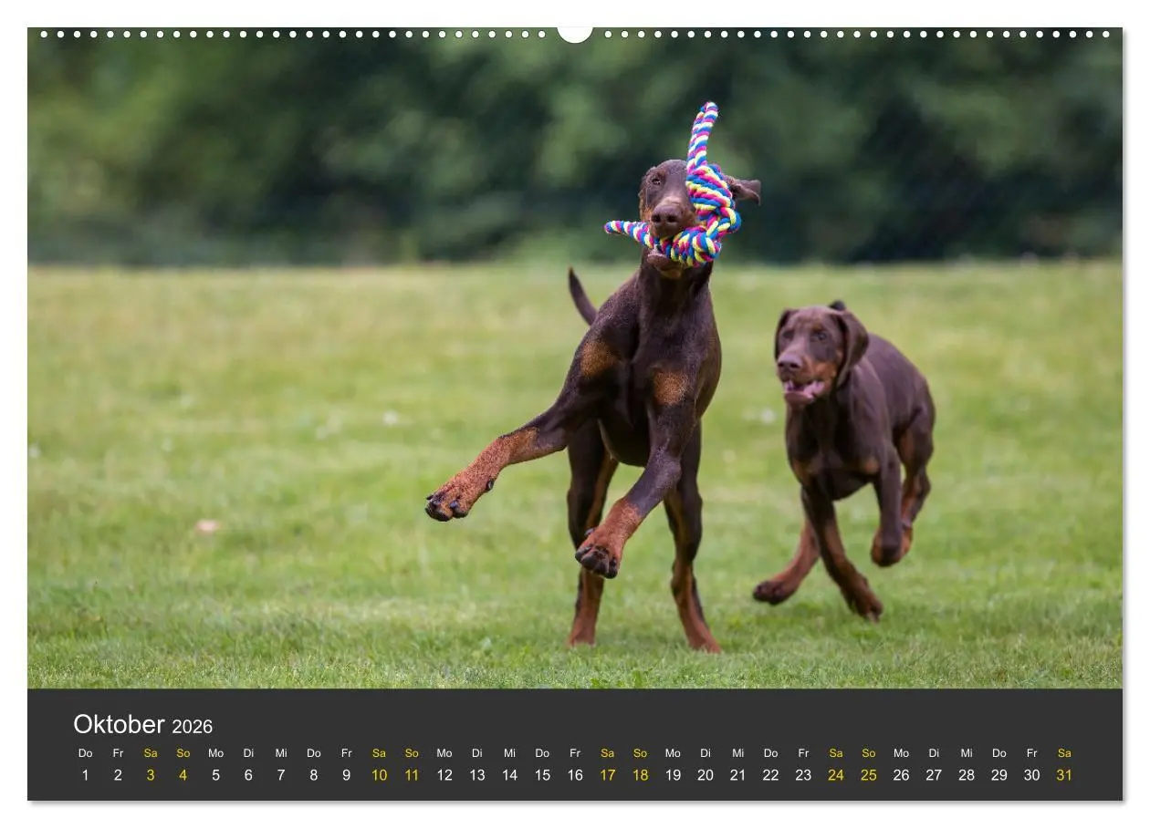 Bild: 9783516081336 | Dobermann 2026 (hochwertiger Premium Wandkalender 2026 DIN A2...
