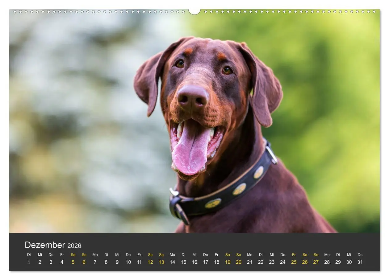 Bild: 9783516081336 | Dobermann 2026 (hochwertiger Premium Wandkalender 2026 DIN A2...