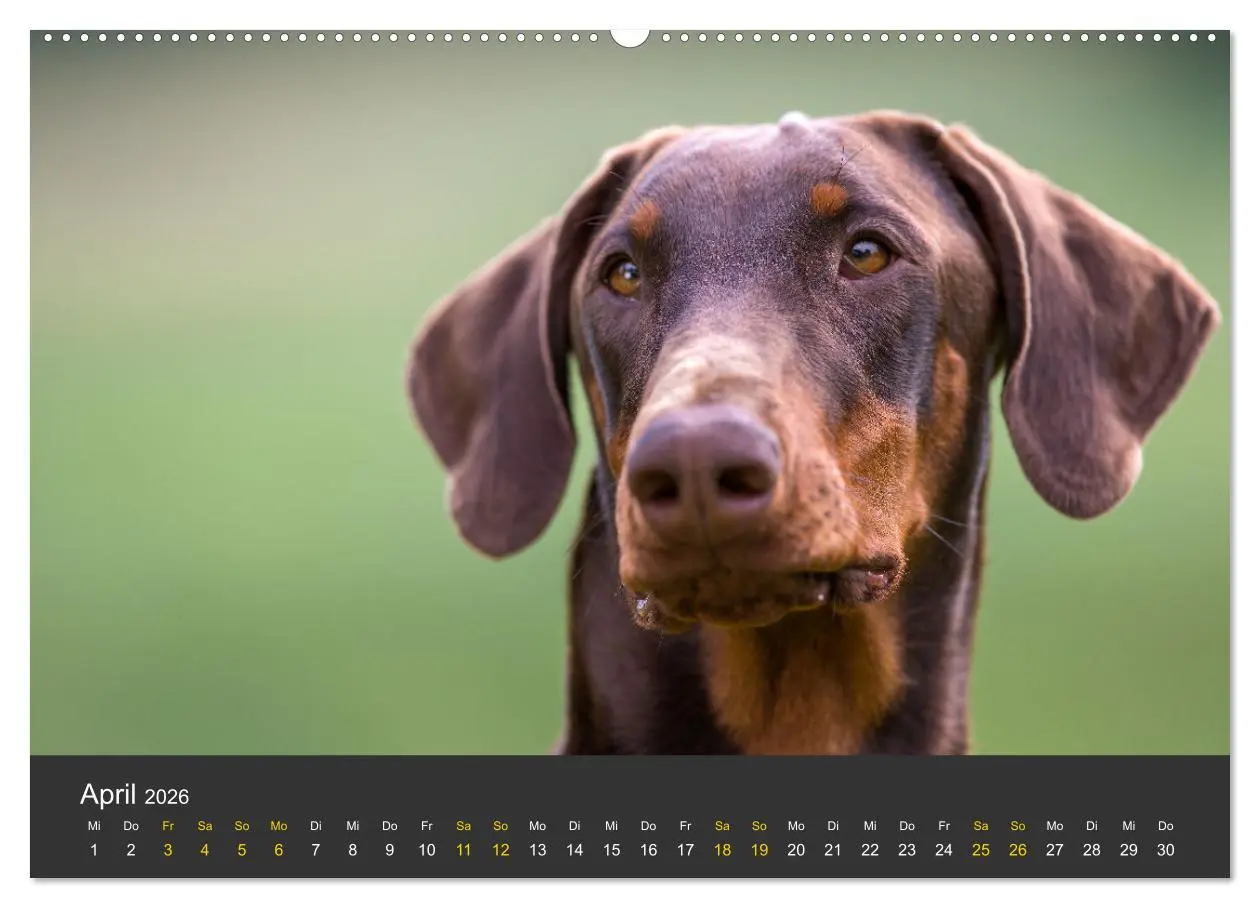 Bild: 9783516081336 | Dobermann 2026 (hochwertiger Premium Wandkalender 2026 DIN A2...