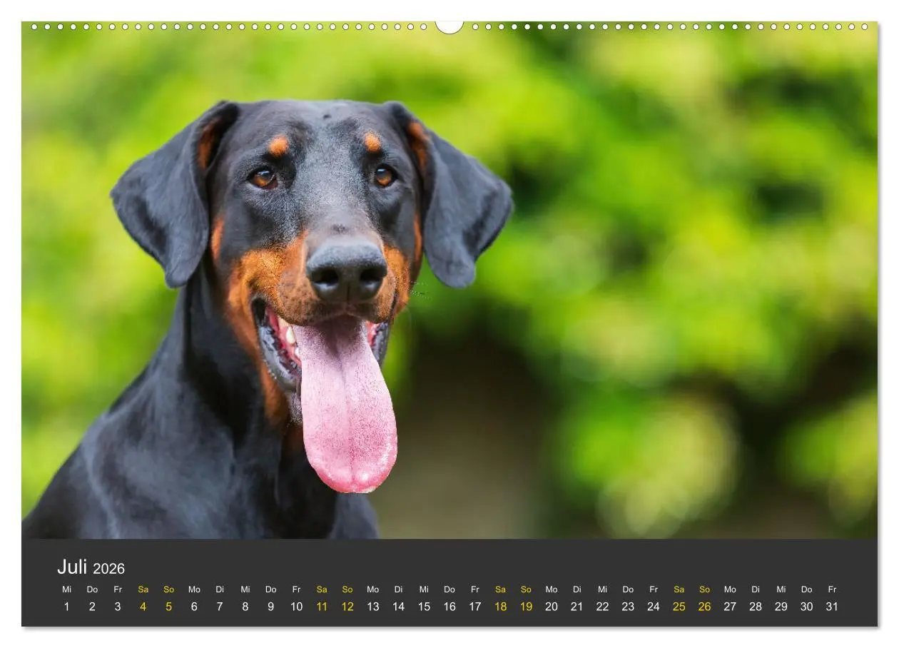 Bild: 9783516081336 | Dobermann 2026 (hochwertiger Premium Wandkalender 2026 DIN A2...