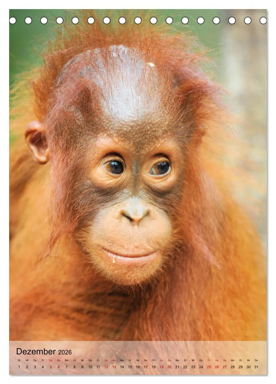 Bild: 9783516391336 | Orang Utans aus Borneo (Tischkalender 2026 DIN A5 hoch), CALVENDO...