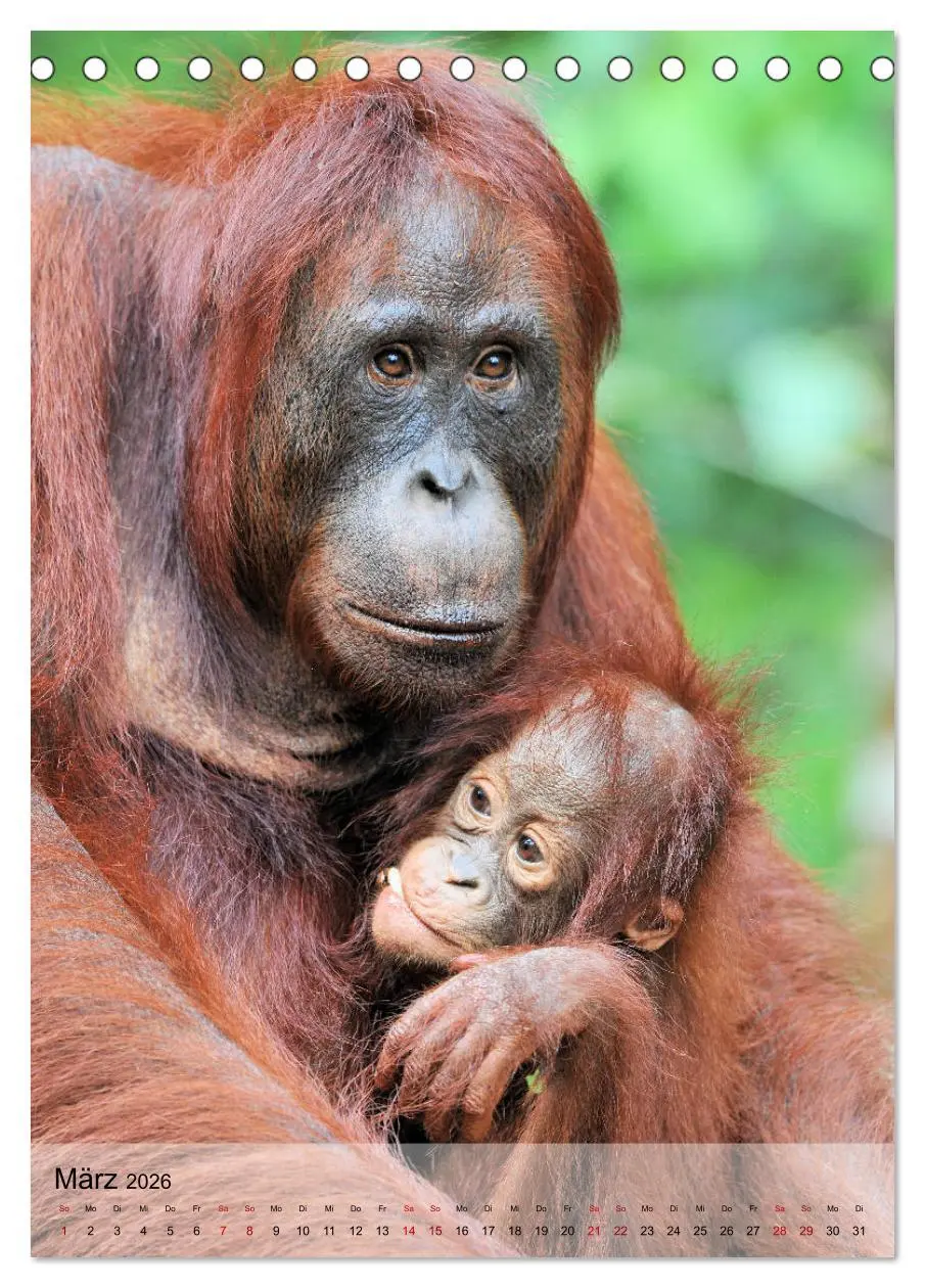 Bild: 9783516391336 | Orang Utans aus Borneo (Tischkalender 2026 DIN A5 hoch), CALVENDO...