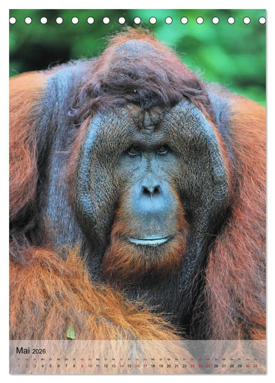 Bild: 9783516391336 | Orang Utans aus Borneo (Tischkalender 2026 DIN A5 hoch), CALVENDO...