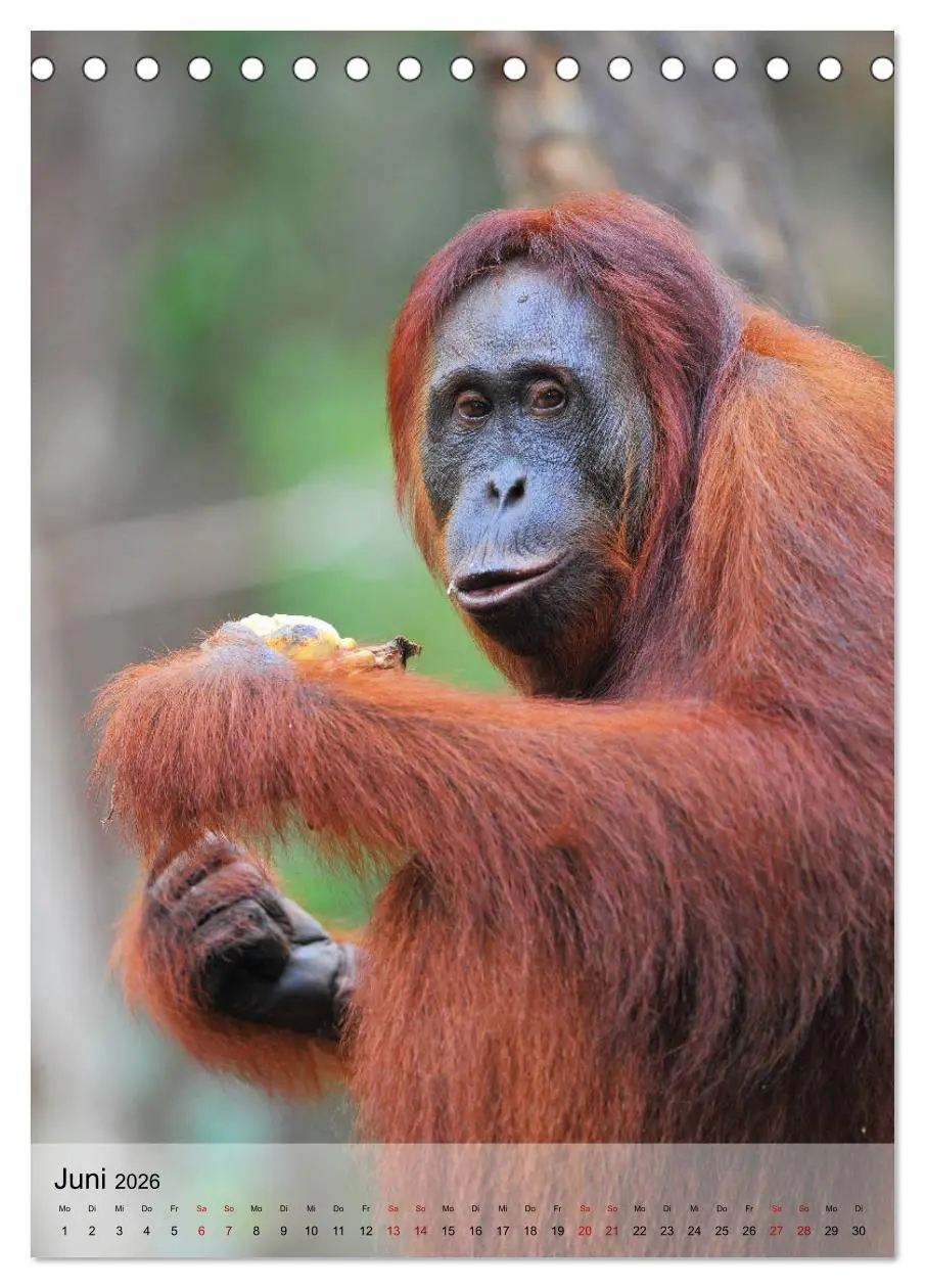 Bild: 9783516391336 | Orang Utans aus Borneo (Tischkalender 2026 DIN A5 hoch), CALVENDO...